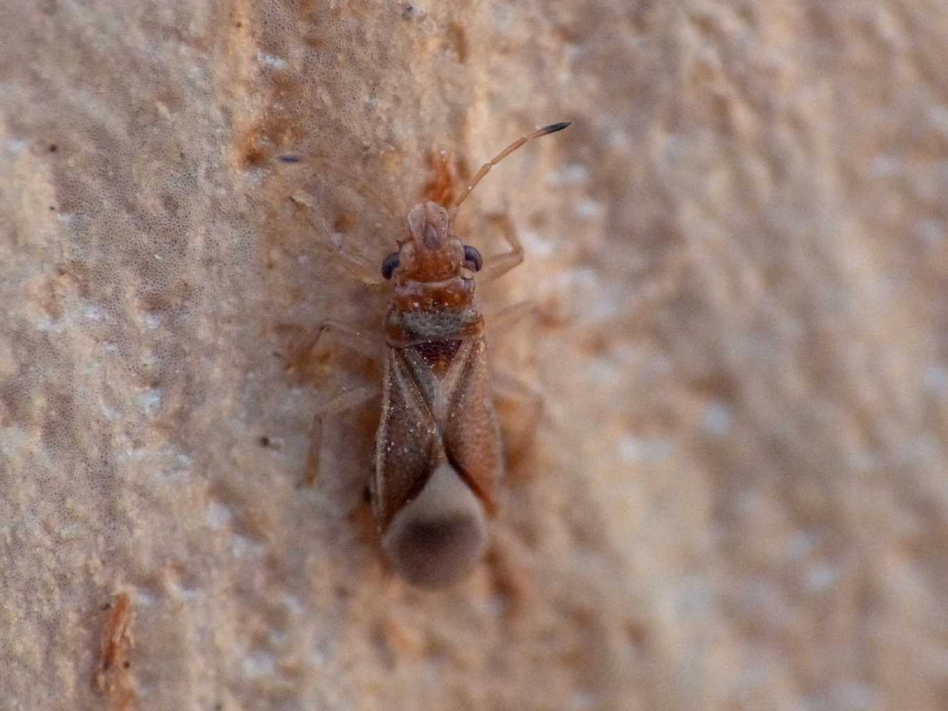 Invasione di Thaumastocoris peregrinus  a Ostia (RM)